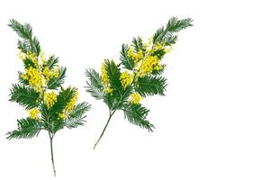 Bush of yellow spring flowers mimosa isolated on white background. photo