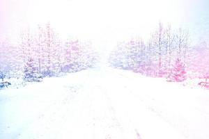 Trees in the snow. Road in the winter forest.