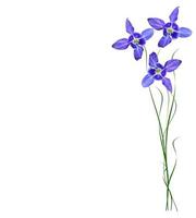 Blue flowers bells isolated on white background photo