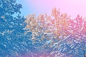 Frozen winter forest with snow covered trees. photo