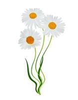 daisies summer white flower isolated on white background photo