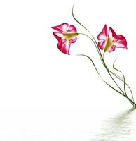 Desert Rose flowers isolated on white background photo