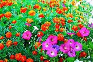 Summer landscape. flowers photo