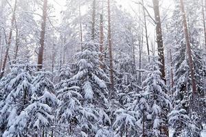 forest in the frost. Winter landscape. Snow covered trees. photo