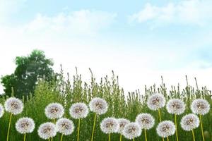 Fluffy dandelion flower against the background of the summer landscape. photo