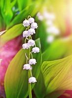 Spring landscape. flowers lily of the valley photo