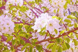 Blossoming branch cherry photo