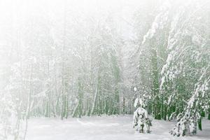 bosque de invierno congelado con árboles cubiertos de nieve. foto