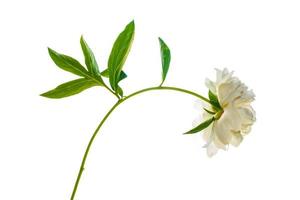 Colorful bright flower peony photo