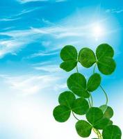leaf clover. St.Patrick 's Day photo