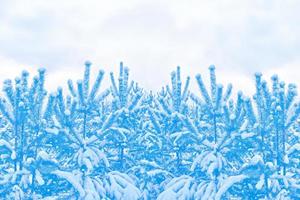 Frozen winter forest with snow covered trees. photo