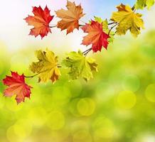 paisaje de otoño hermosas hojas arboles de colores foto