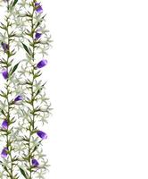 blue flowers campanula isolated on white background photo