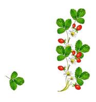 Branch of berries and strawberry flowers photo