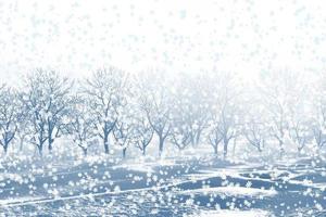 Winter forest. Winter landscape photo