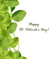 leaf clover on white background photo