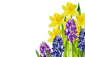 spring flowers narcissus isolated on white background photo