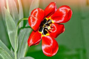 Bright and colorful flowers tulips photo