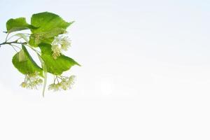 Sprig of white flowers of linden on a background summer landscape photo