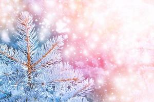 forest in the frost. Winter landscape. Snow covered trees. photo