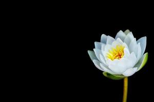 Flower water lily isolated on black background. photo