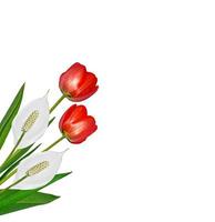 spring flowers tulips isolated on white background. photo