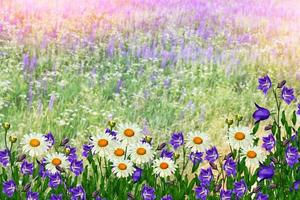 Summer landscape with wildflowers. photo