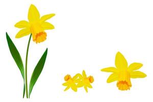 spring flowers narcissus isolated on white background photo