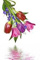 spring flowers tulips isolated on white background photo