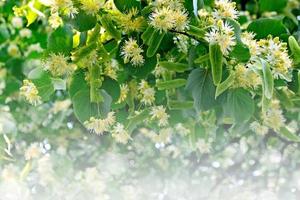 Summer landscape. Background of linden flowers photo