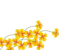 spring flowers eschscholzia isolated on white background. photo