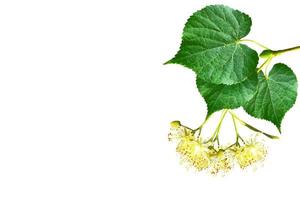 Sprig of linden blossoms isolated on white background. photo