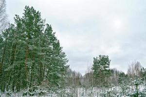 bosque de invierno congelado con árboles cubiertos de nieve. foto