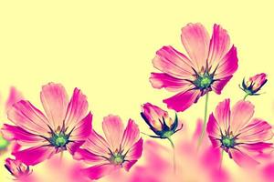 colorful bright flowers cosmos isolated on yellow background photo