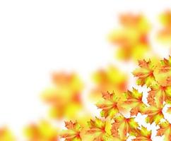 autumn leaves isolated on white background. photo