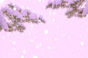 Coniferous spruce branch. Frozen winter forest with snow covered trees. photo
