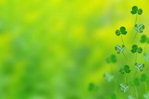 hojas de trébol verde en un paisaje de verano de fondo foto