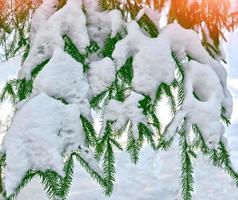 bosque en la escarcha. paisaje de invierno árboles cubiertos de nieve. foto