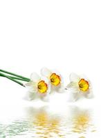 spring flowers narcissus isolated on white background photo