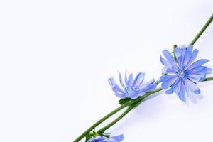 Chicory flower with leaf isolated on white background photo