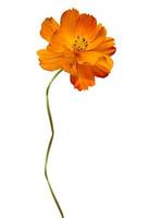 Cosmos flowers isolated on white background photo