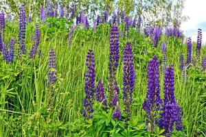 Summer landscape with beautiful bright lupine flowers photo