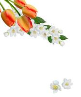 White jasmine flower. photo