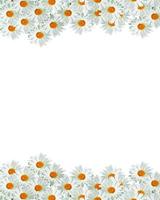 daisies summer white flower isolated on white background. photo