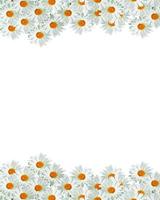 daisies summer white flower isolated on white background. photo