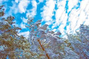 bosque de invierno congelado con árboles cubiertos de nieve. foto