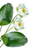 Flower water lily isolated on white background. photo