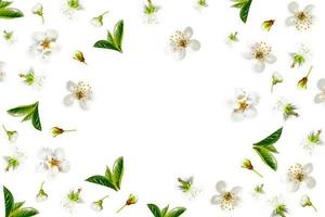 Flowering branch of apple isolated on a white background. Top view, flat lay, photo