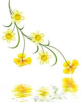 spring flowers narcissus isolated on white background photo