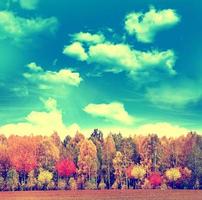 paisaje de otoño hermosas hojas paisaje. arboles de colores foto
